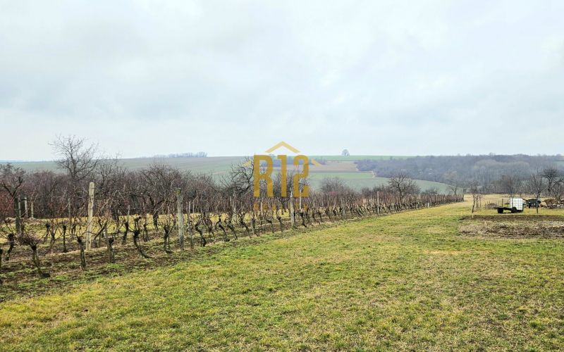 Predaj vinica Nitra - Klasov, 5600 m2